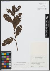 Foto von Salix appendiculata Vill.
